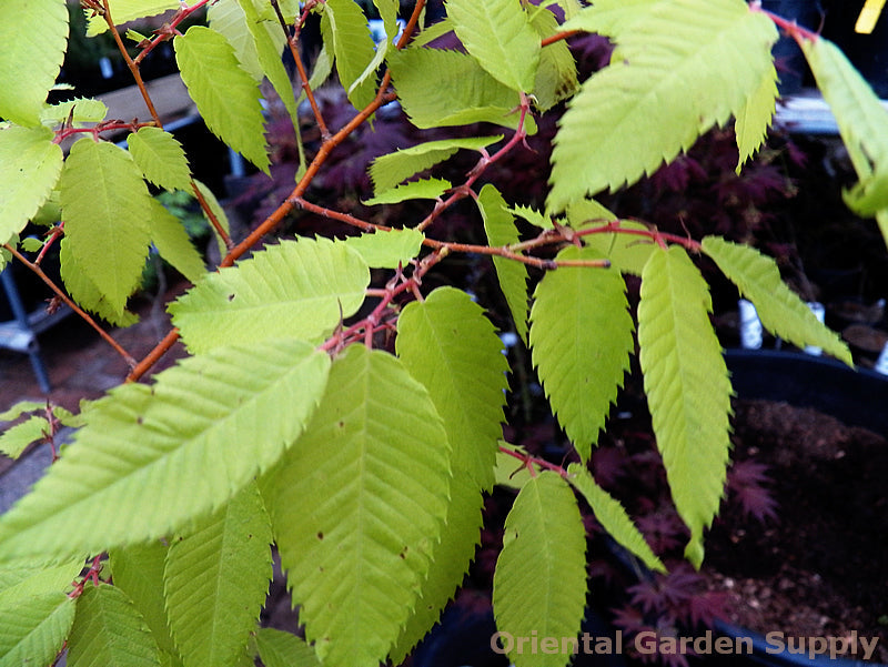 Zelkova serrata 'Ogon'
