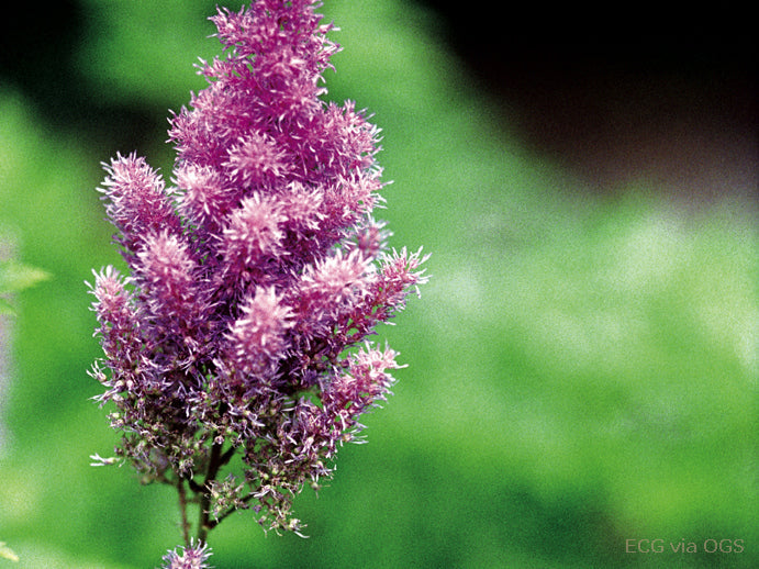 Astilbe chinensis 'Pumila'