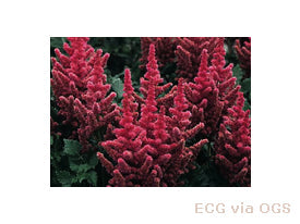 Astilbe chinensis 'Visions'