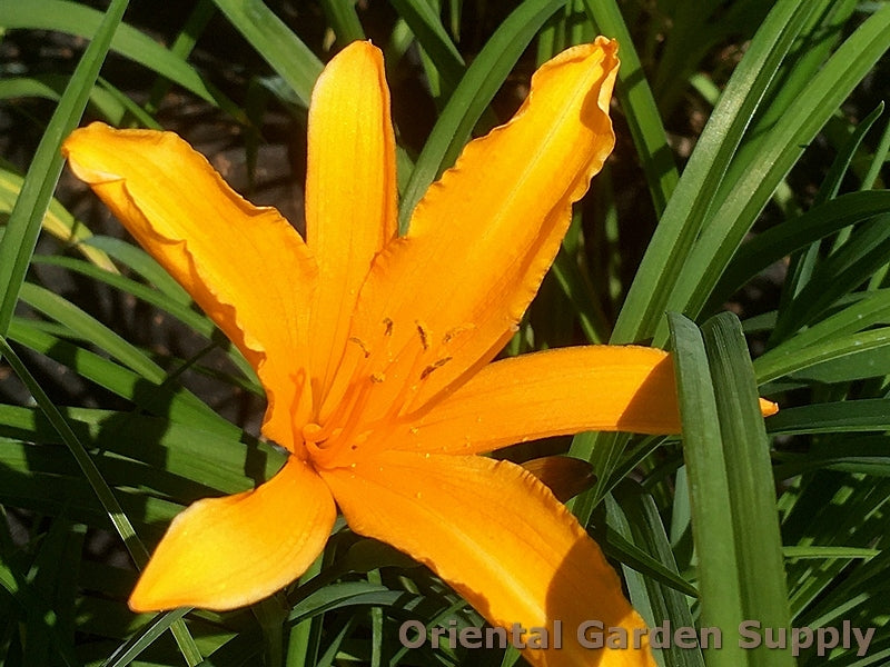 Hemerocallis 'Aztec Gold'
