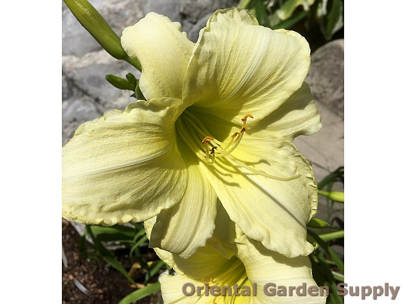 Hemerocallis 'Ice Carnival'