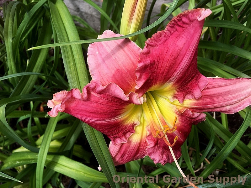 Hemerocallis 'Stolen Treasure'