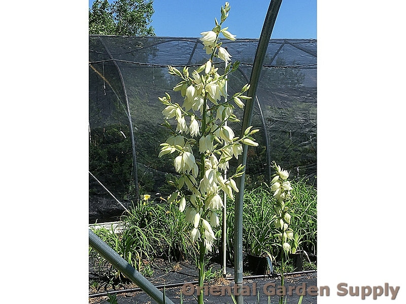 Yucca filamentosa 'Excalibur'