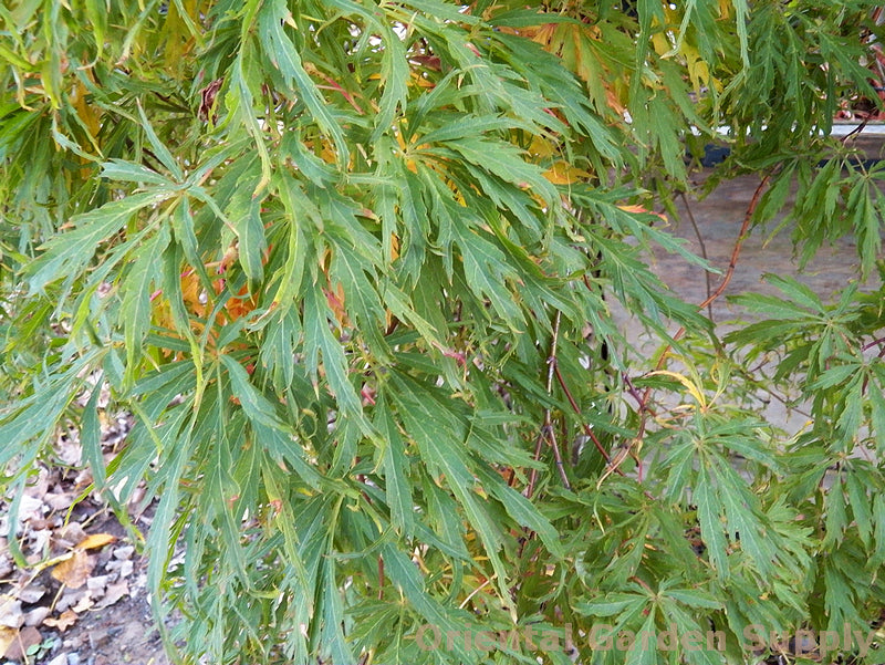 Acer palmatum dissectum 'Spring Delight'