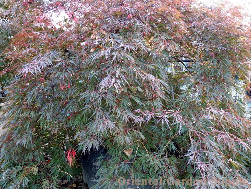 Acer palmatum dissectum 'Tamukeyama'