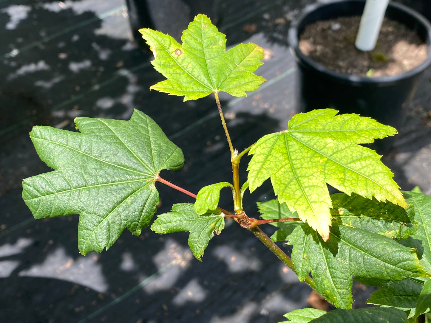Acer circinatum 'Sunny Sister'