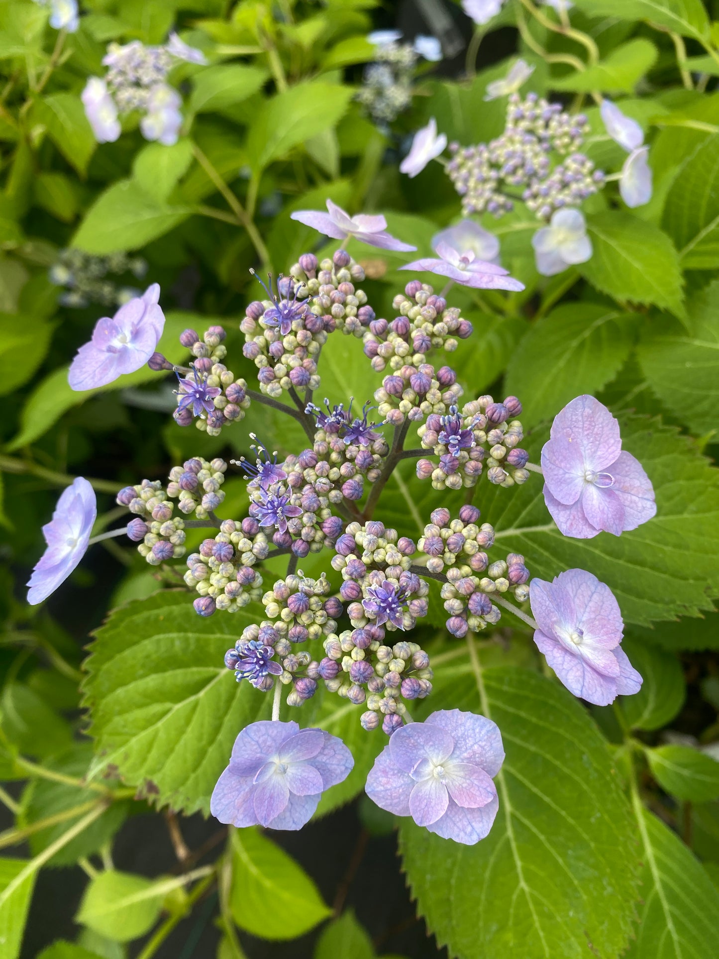 Hydrangea serrata 'Blue Billows'