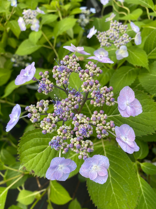 Hydrangea serrata 'Blue Billows'