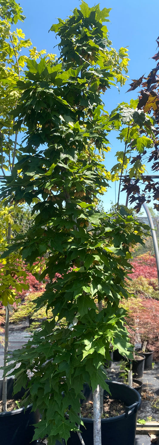 Acer saccharum 'Newton Sentry'