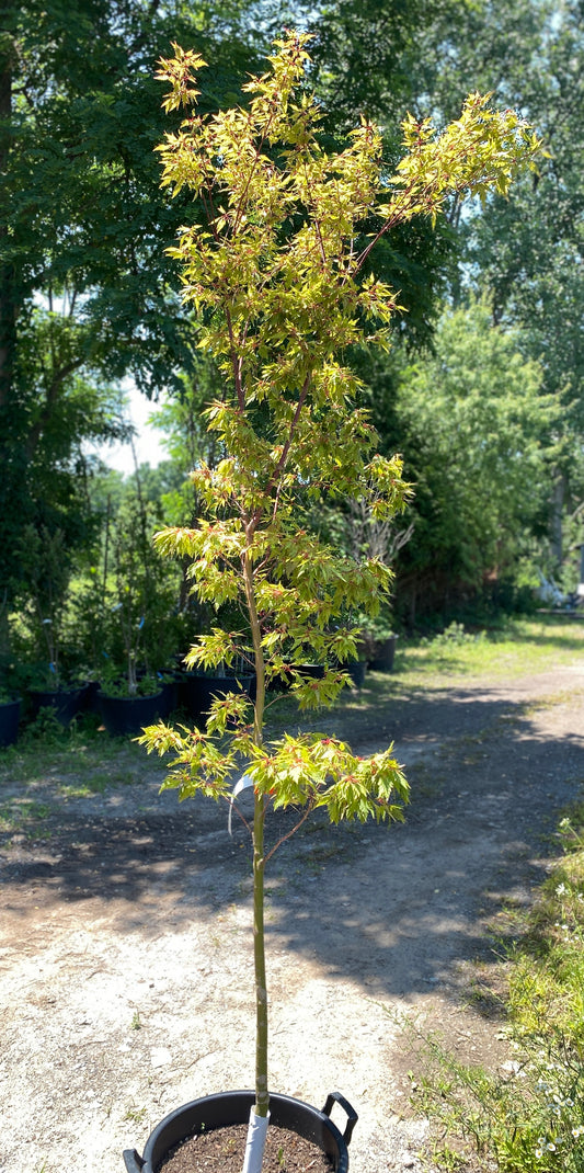 Acer palmatum 'Verkades Jacus Potus'