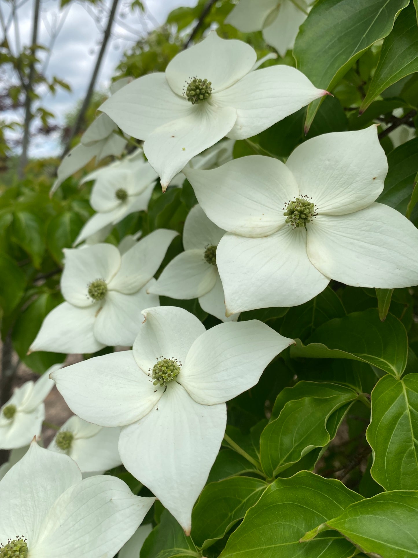 Cornus kousa chinensis