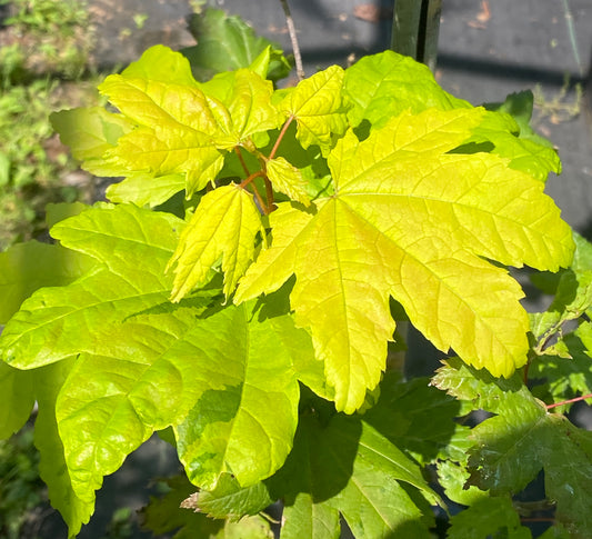 Acer circinatum 'Cassandra'