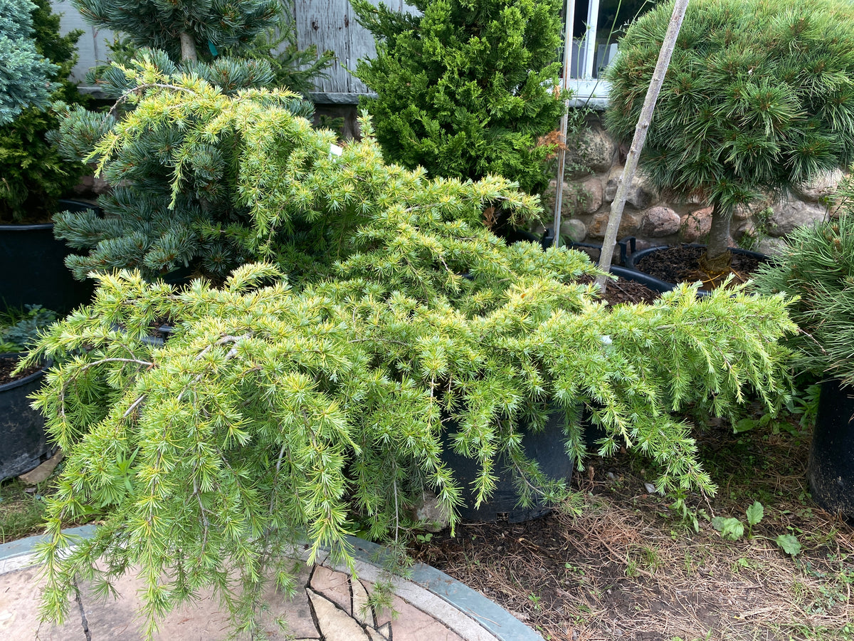 Cedrus deodara 'Golden Horizon'