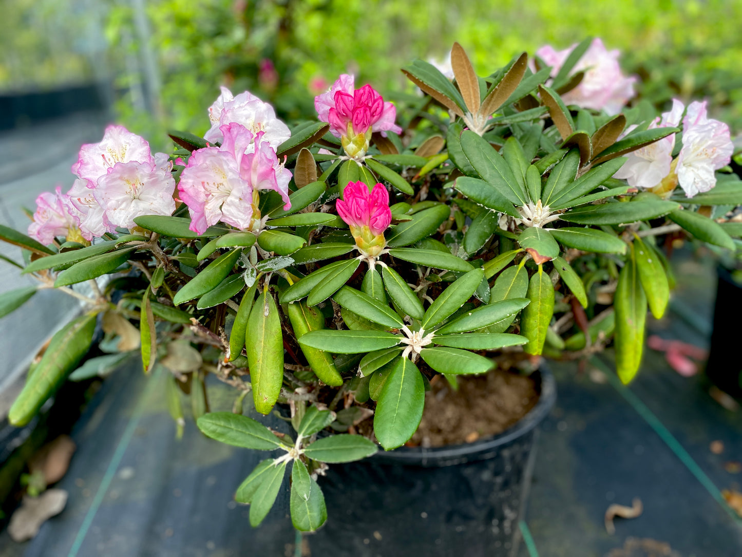 Rhododendron x 'Ken Janeck'