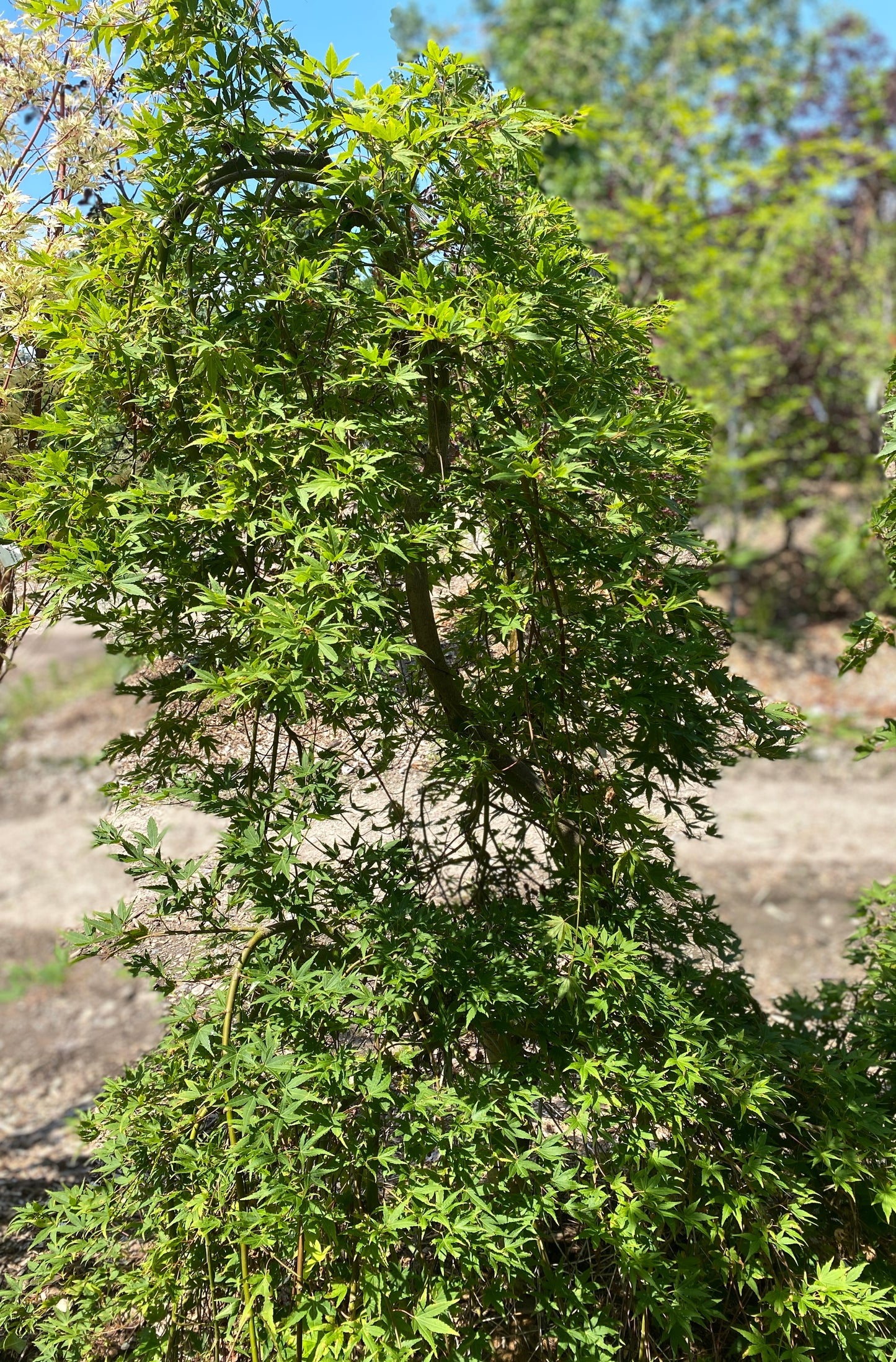 Acer palmatum 'Ryusen'
