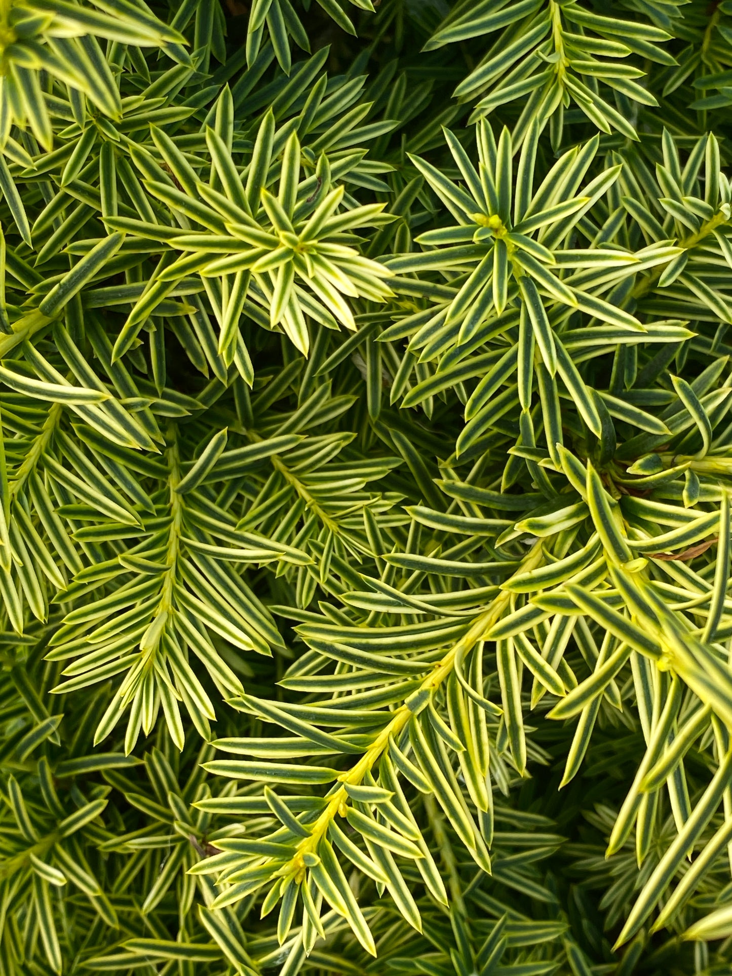 Taxus cuspidata 'Dwarf Bright Gold'