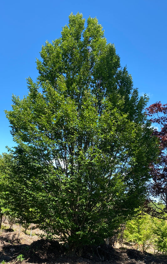 Carpinus betulus 'Fastigiata'