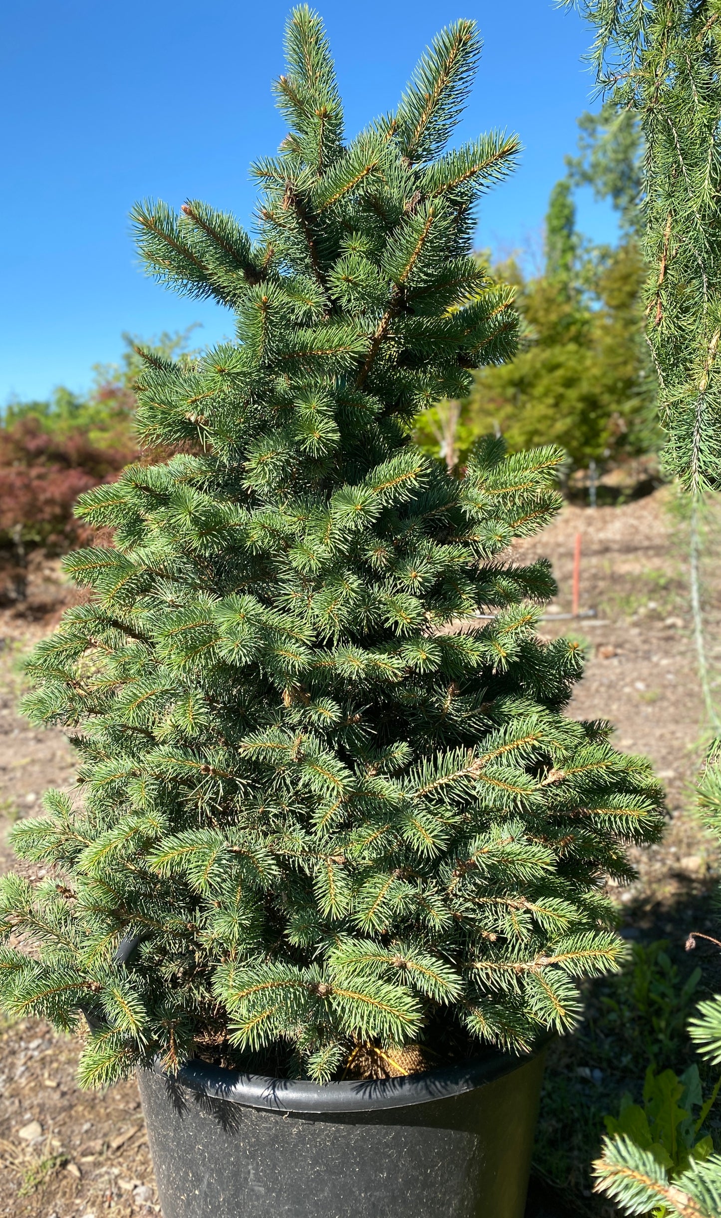 Picea pungens 'Golden Spring'