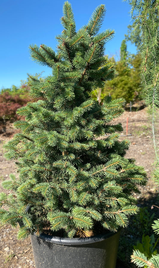 Picea pungens 'Golden Spring'