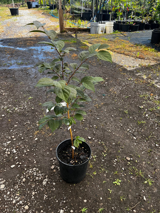 Styrax japonicus 'Martin's Red Star'