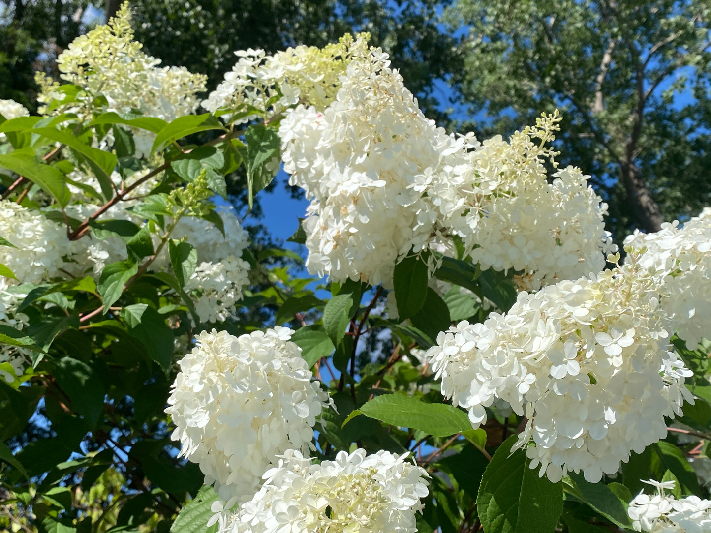 Hydrangea paniculata 'Vanilla Strawberry'
