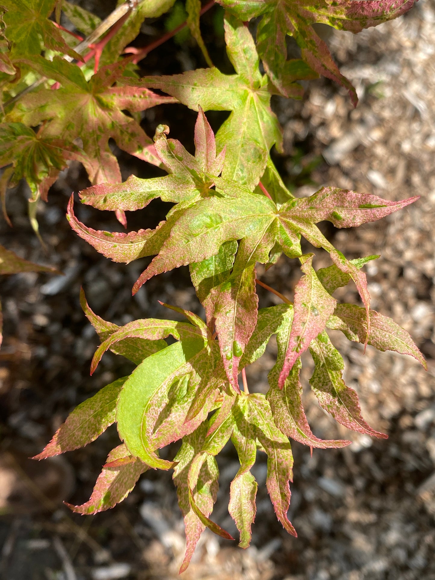 Acer palmatum 'Ukigumo'