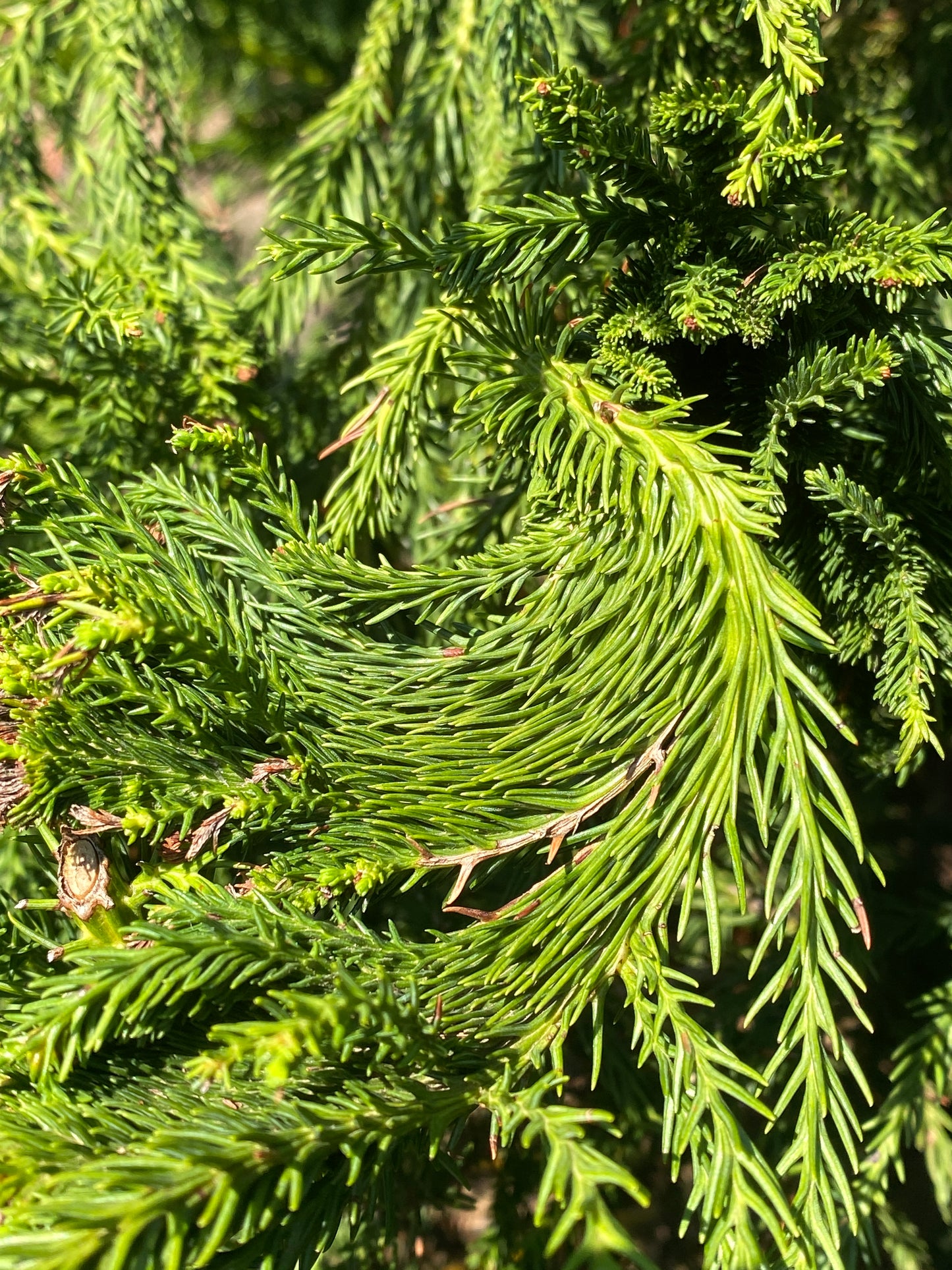 Cryptomeria japonica 'Cristata'