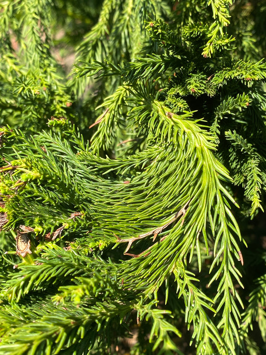 Cryptomeria japonica 'Cristata'
