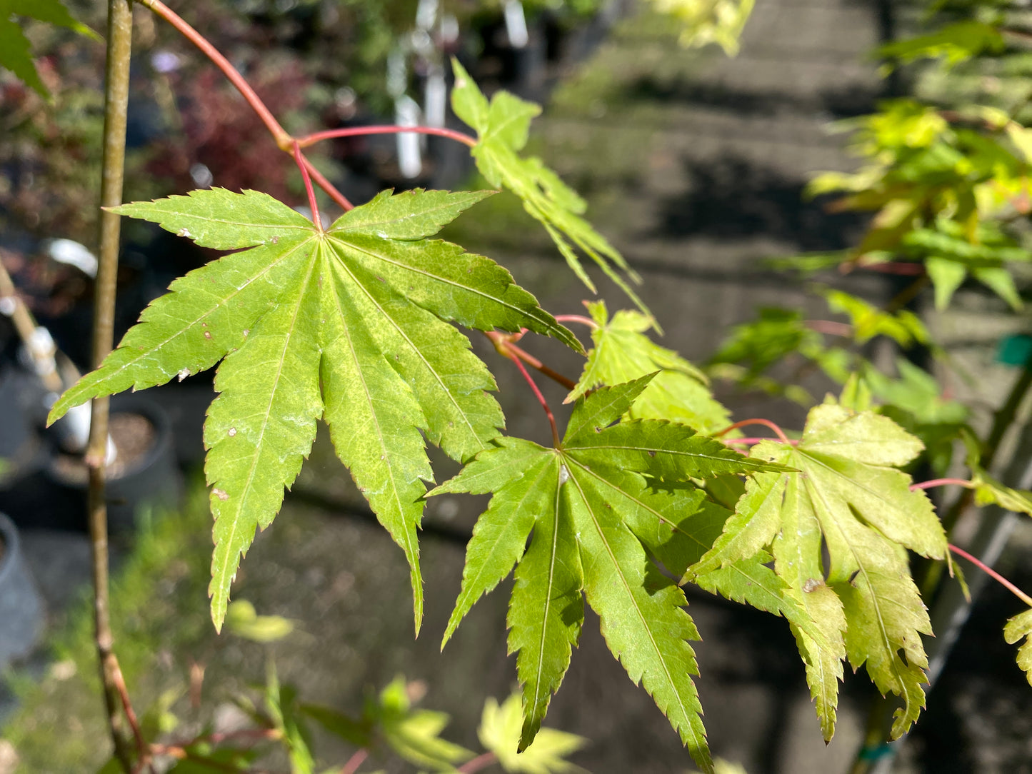 Acer palmatum 'Dragon Master'
