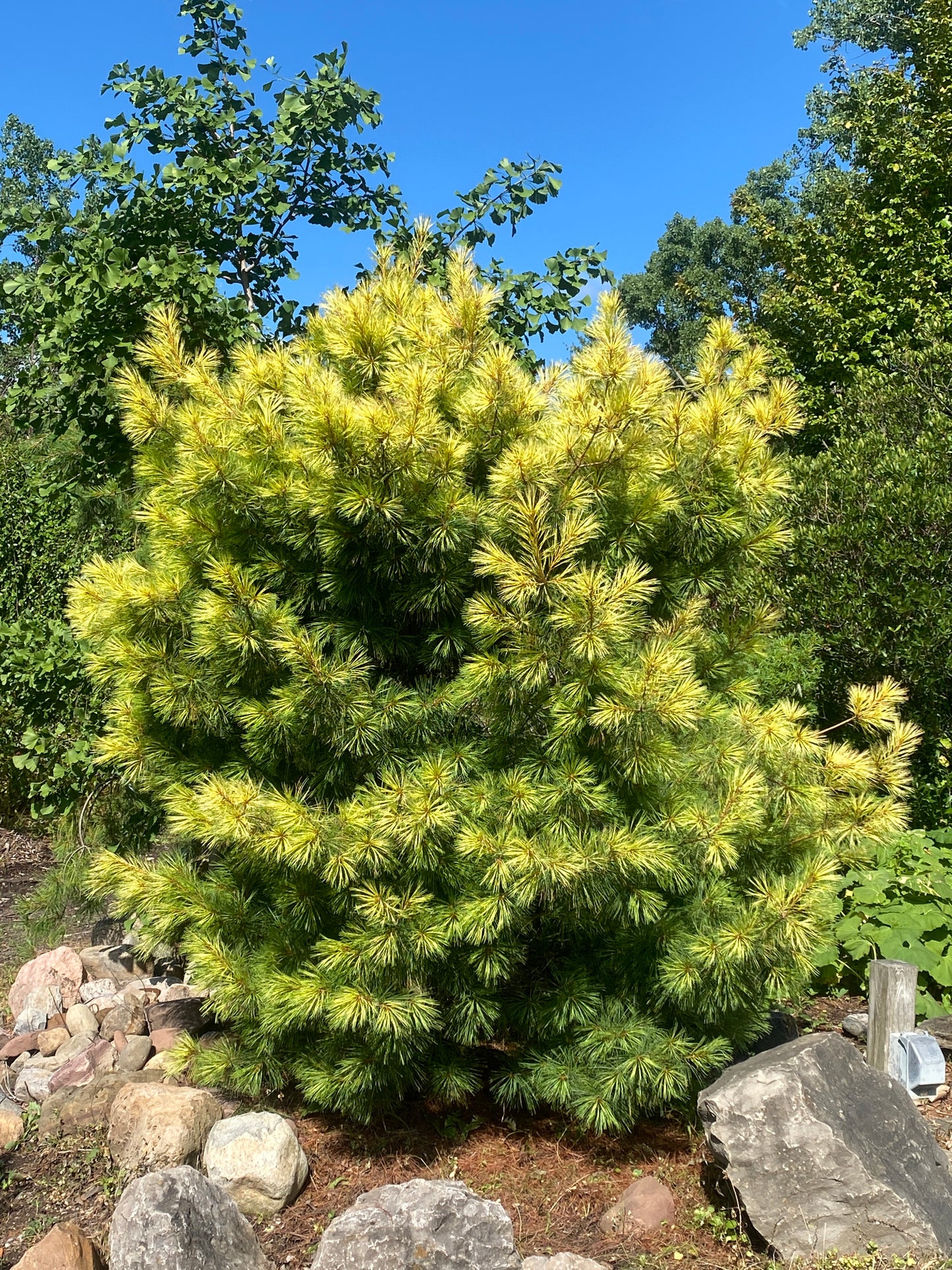 Pinus strobus 'Golden Candles'