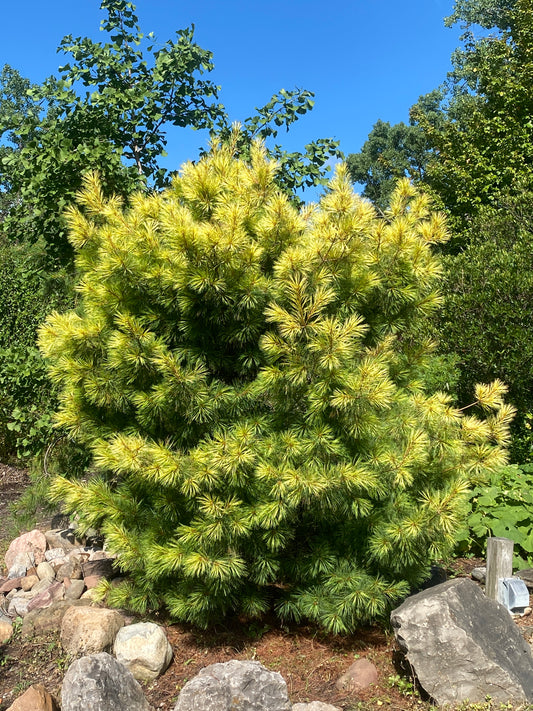 Pinus strobus 'Golden Candles'