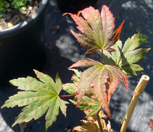 Acer shirasawanum x palmatum 'Gloria'