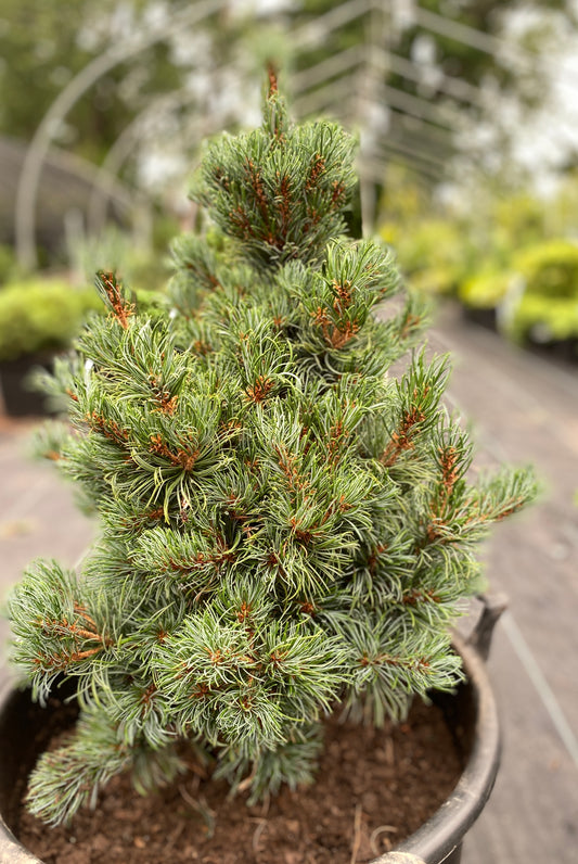 Pinus parviflora 'Bergman'