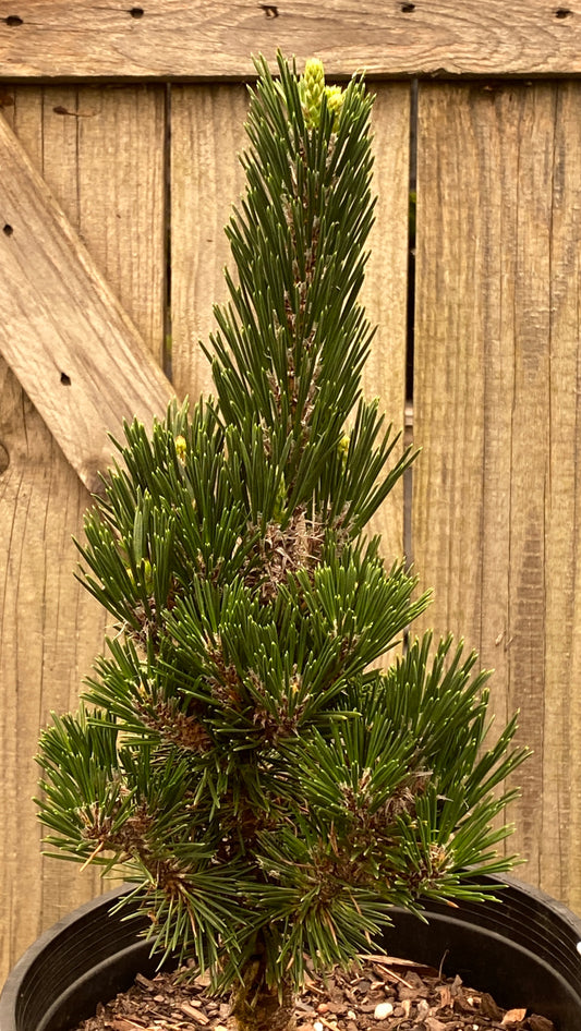 Pinus thunbergii 'Kotobuki'