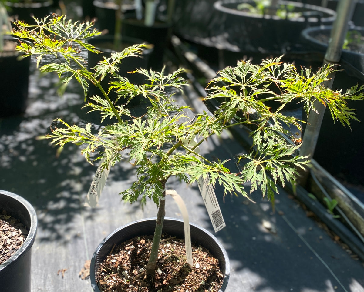 Acer japonicum 'Abby's Weeping'