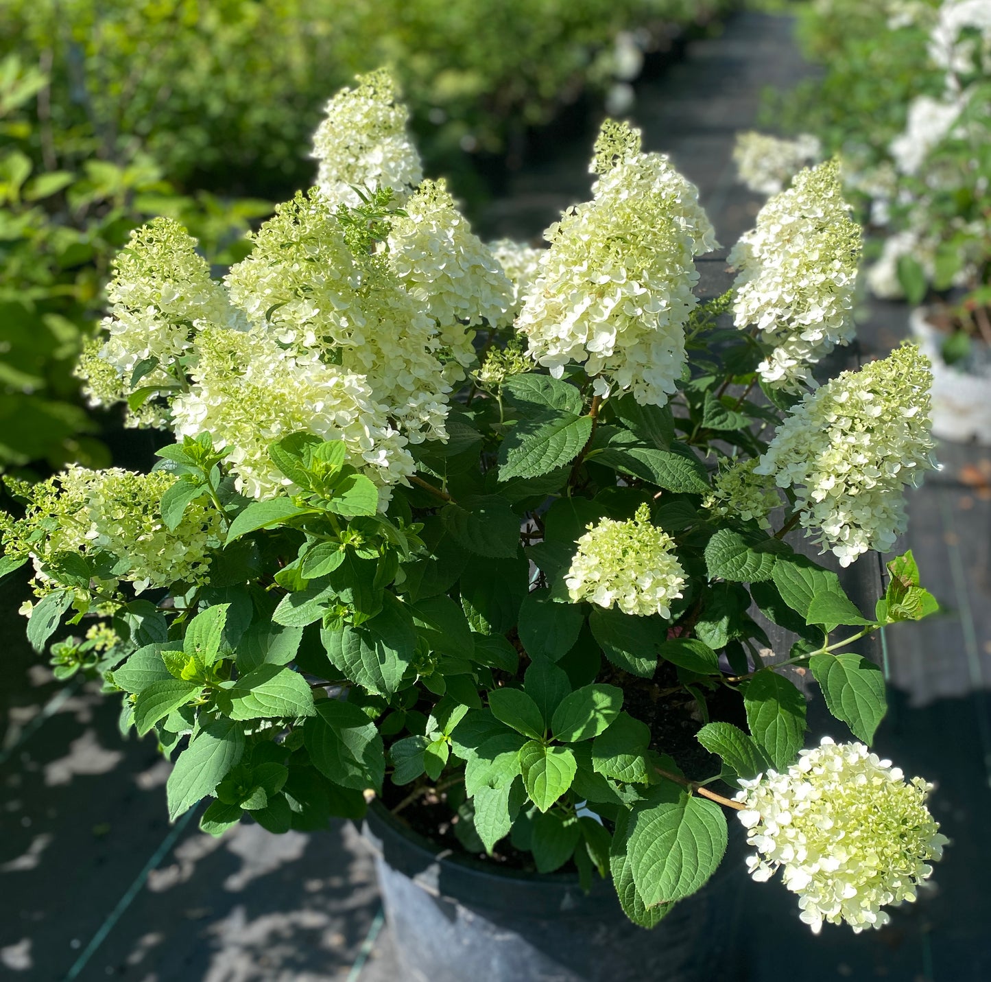 Hydrangea paniculata 'Little Hottie'