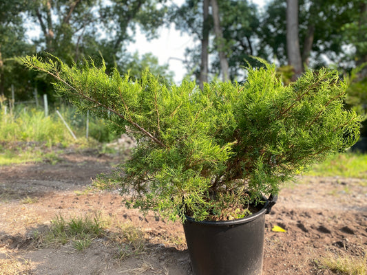 Juniperus chinensis 'Sea Green'