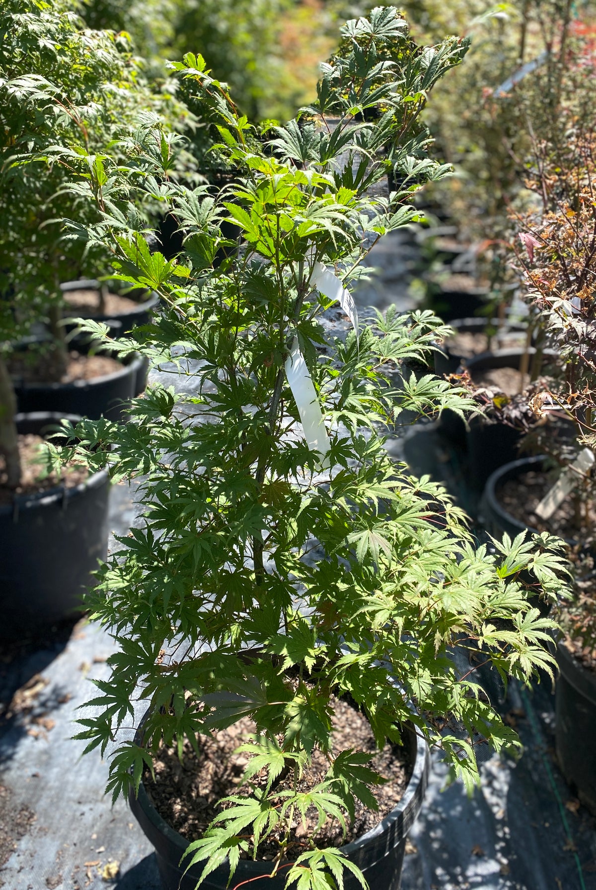 Acer palmatum 'Elmwood'