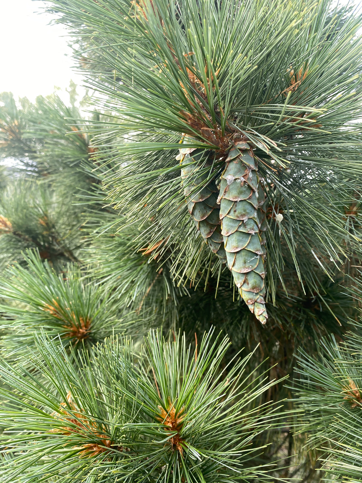 Pinus strobus 'Fastigiata'