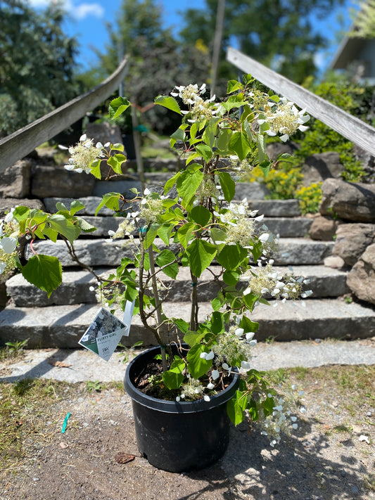 Schizophragma hydrangeoides 'Flirty Girl'