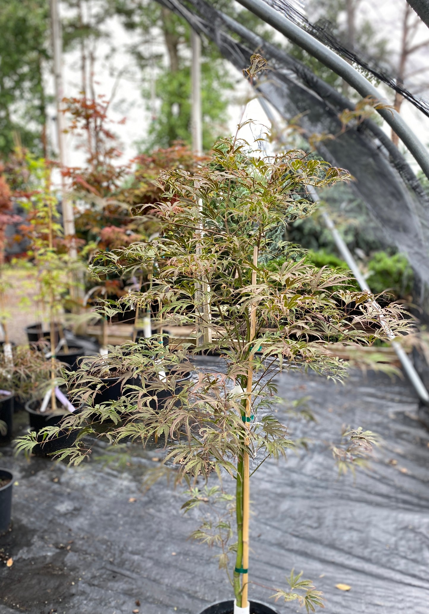 Acer palmatum 'Beni shi en'