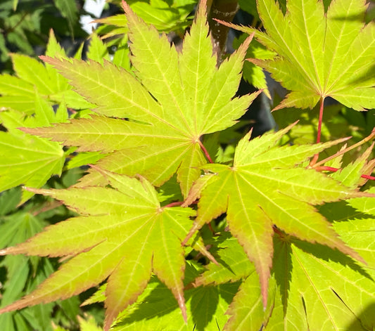 Acer shirasawanum 'Jordan'