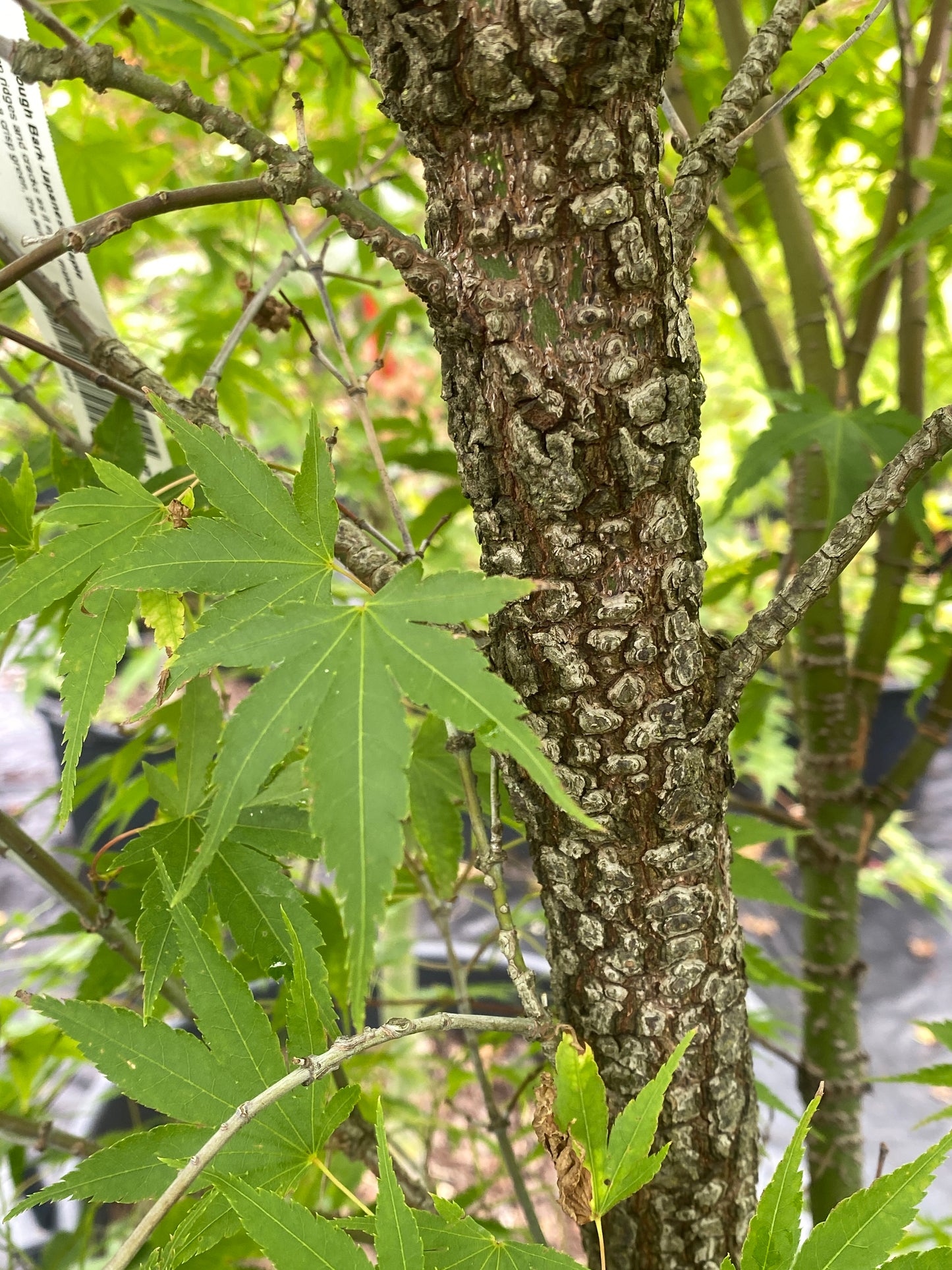 Acer palmatum 'Arakawa'