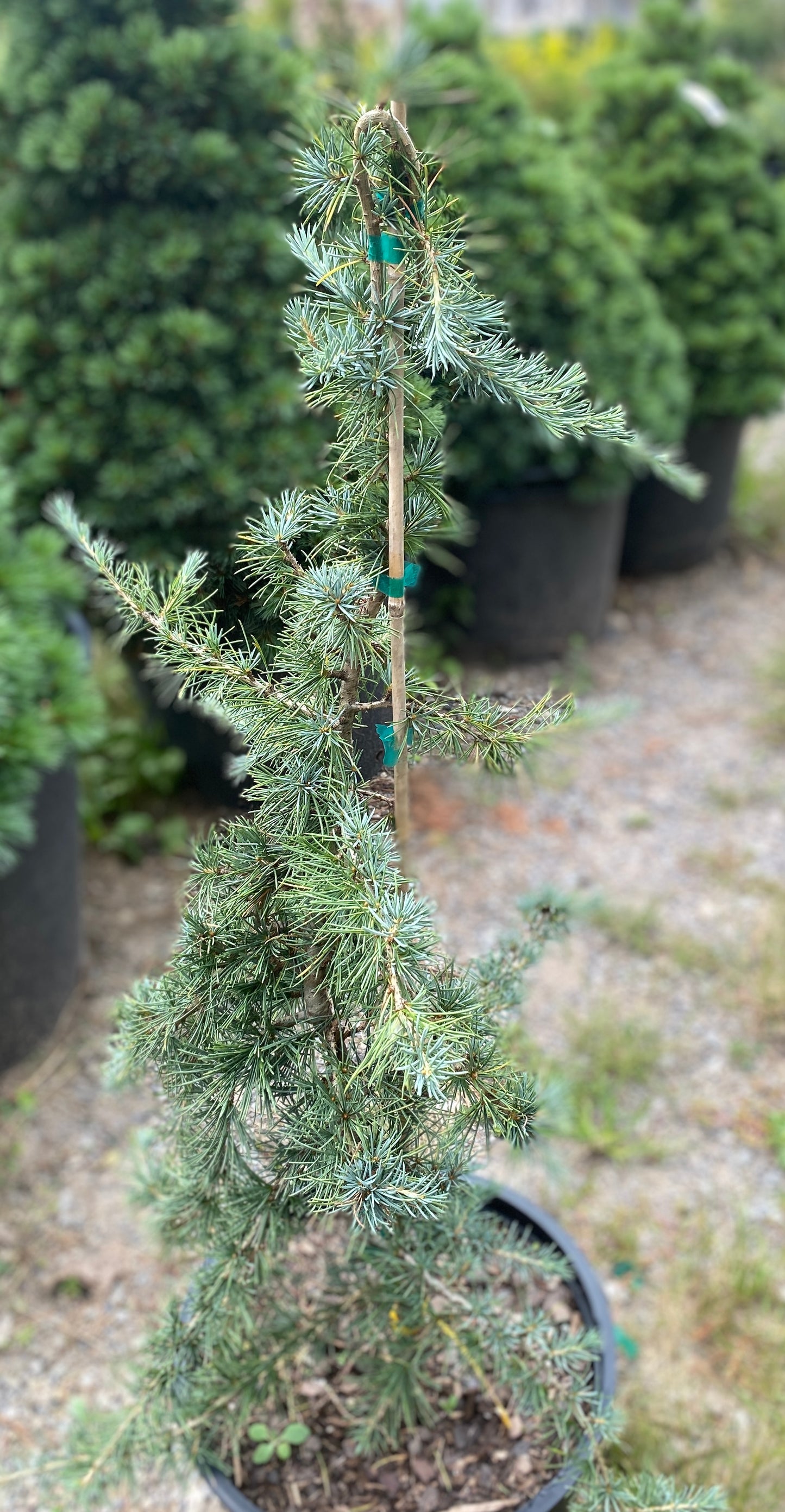 Cedrus libani 'Beacon Hill'