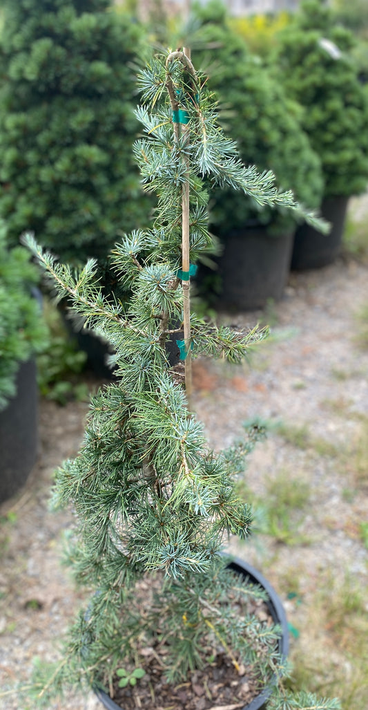 Cedrus libani 'Beacon Hill'