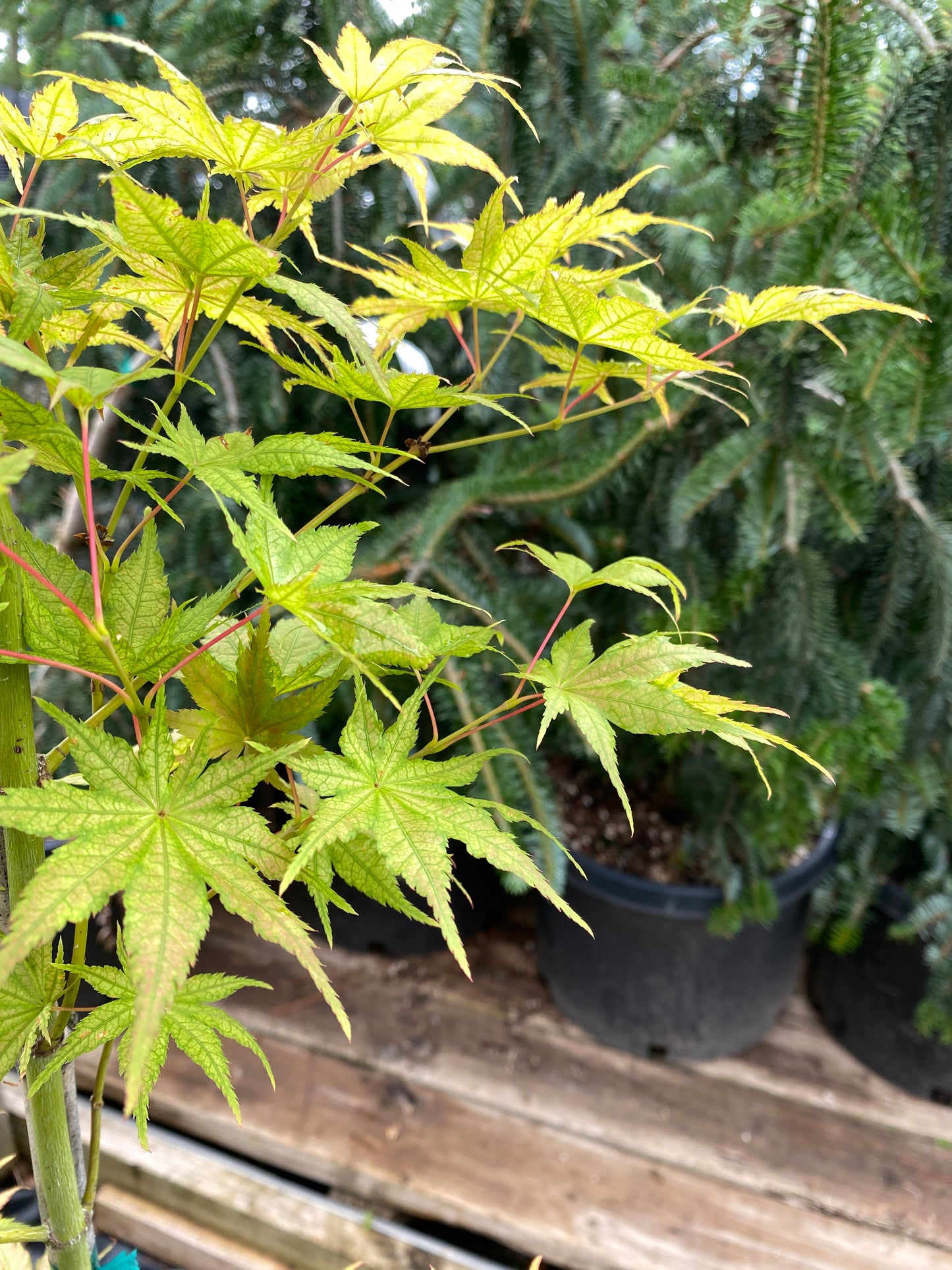 Acer palmatum 'Alpine Silver Thread'