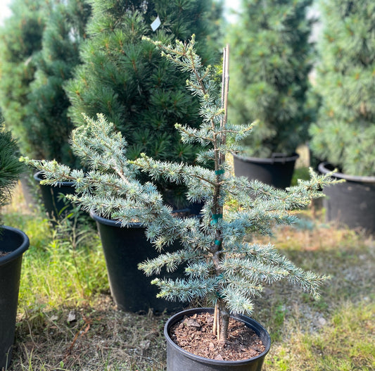 Cedrus atlantica 'Horstmann'