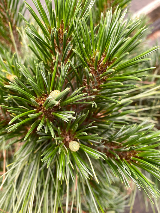 Pinus strobus 'Biltmore Blue'