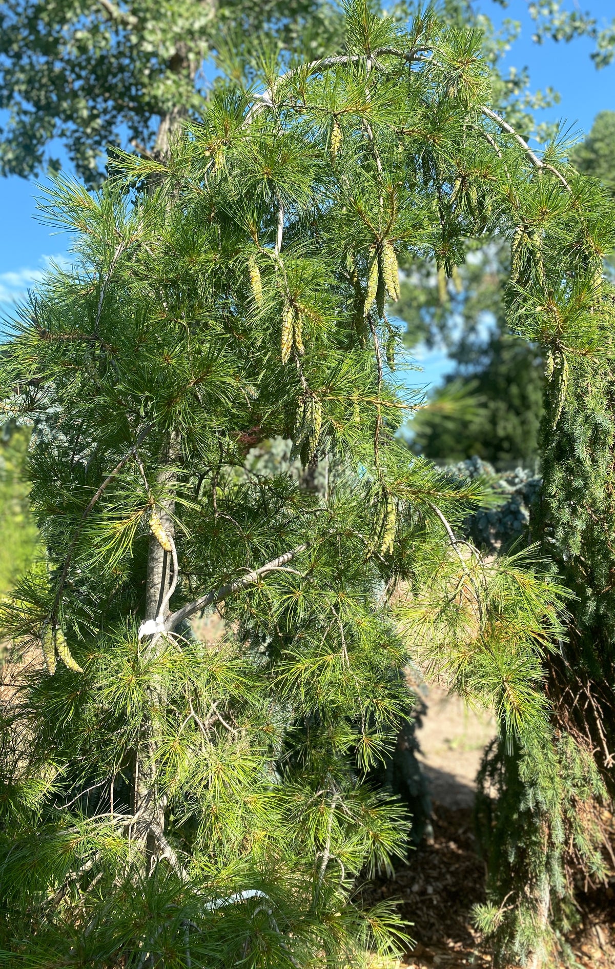 Pinus strobus 'Pendula'