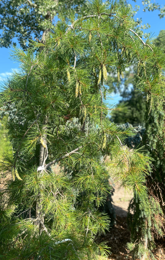 Pinus strobus 'Pendula'